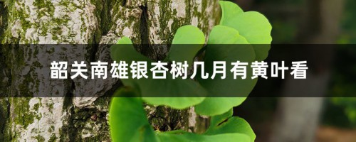 韶关南雄银杏几月份看最好，几月有黄叶看