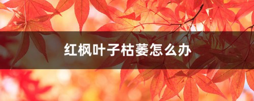 红枫叶子枯萎怎么办