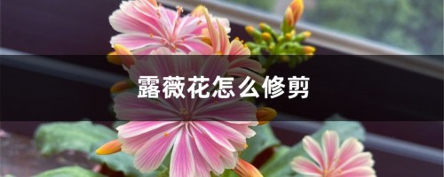 露薇花怎么修剪